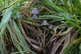 Psilocybe semilanceata image