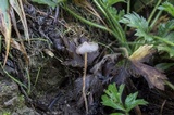 Psilocybe semilanceata image