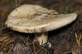 Amanita curtipes image