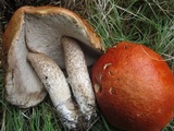 Leccinum insigne image
