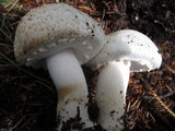 Agaricus didymus image