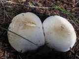 Agaricus didymus image