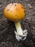 Amanita cochiseana image