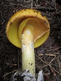 Amanita cochiseana image