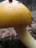 Amanita cochiseana image
