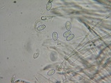 Otidea onotica image