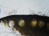 Hypocrea pulvinata image