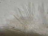 Hypocrea pulvinata image