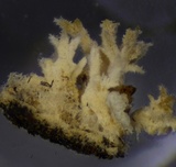 Hyphodontia arguta image