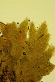 Hyphodontia arguta image