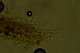 Hyphodontia arguta image