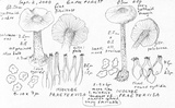Inocybe praetervisa image
