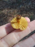 Pholiota spumosa image