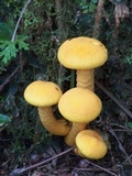 Gymnopilus imperialis image