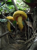 Gymnopilus imperialis image