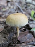 Protostropharia semiglobata image