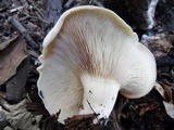 Leucopaxillus giganteus image