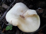 Leucopaxillus giganteus image