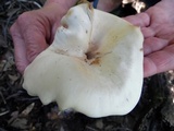 Leucopaxillus giganteus image