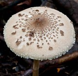 Macrolepiota clelandii image