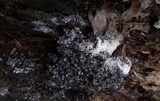 Polycephalomyces tomentosus image