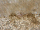 Psathyrella piluliformis image