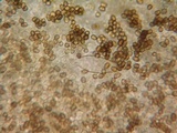 Psathyrella piluliformis image