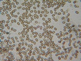 Psathyrella piluliformis image