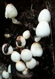 Coprinopsis mexicana image