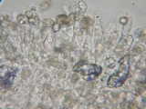Entoloma hirtipes image