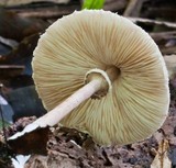 Macrolepiota clelandii image