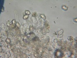 Entoloma hirtipes image