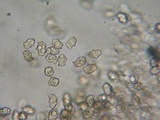 Entoloma hirtipes image