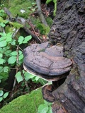 Ganoderma adspersum image
