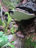 Ganoderma adspersum image