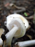 Limacella illinita image