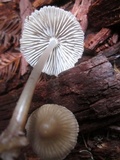 Mycena galericulata image