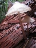 Mycena galericulata image