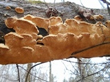 Sarcodontia pachyodon image
