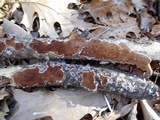 Gloeoporus dichrous image