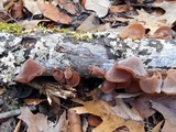 Auricularia fuscosuccinea image