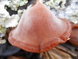 Auricularia fuscosuccinea image