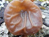 Auricularia fuscosuccinea image