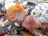 Auricularia fuscosuccinea image