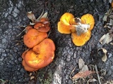 Omphalotus subilludens image