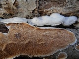 Gloeoporus dichrous image