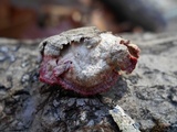 Phlebia incarnata image