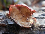 Phlebia incarnata image