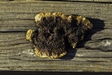Gloeophyllum sepiarium image