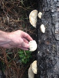 Trametes cubensis image